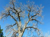 Tree trimming and removal services Denver