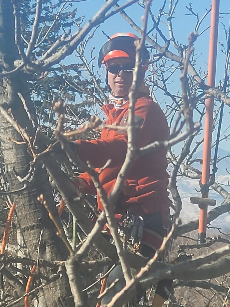Tree Trimming And Removal